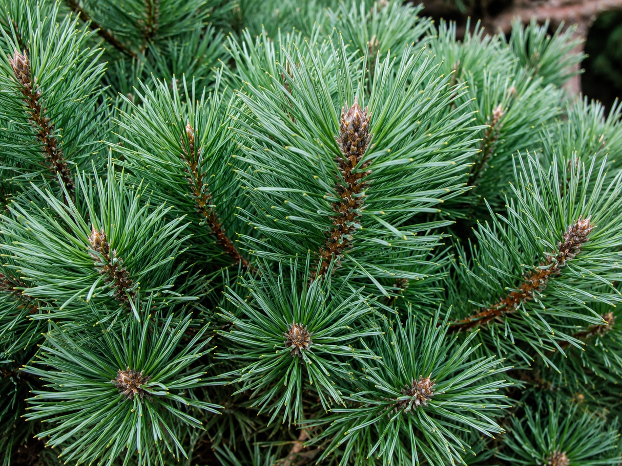 Borovice lesní Beuvronensis, výška 60–80 cm, květináč 9 l