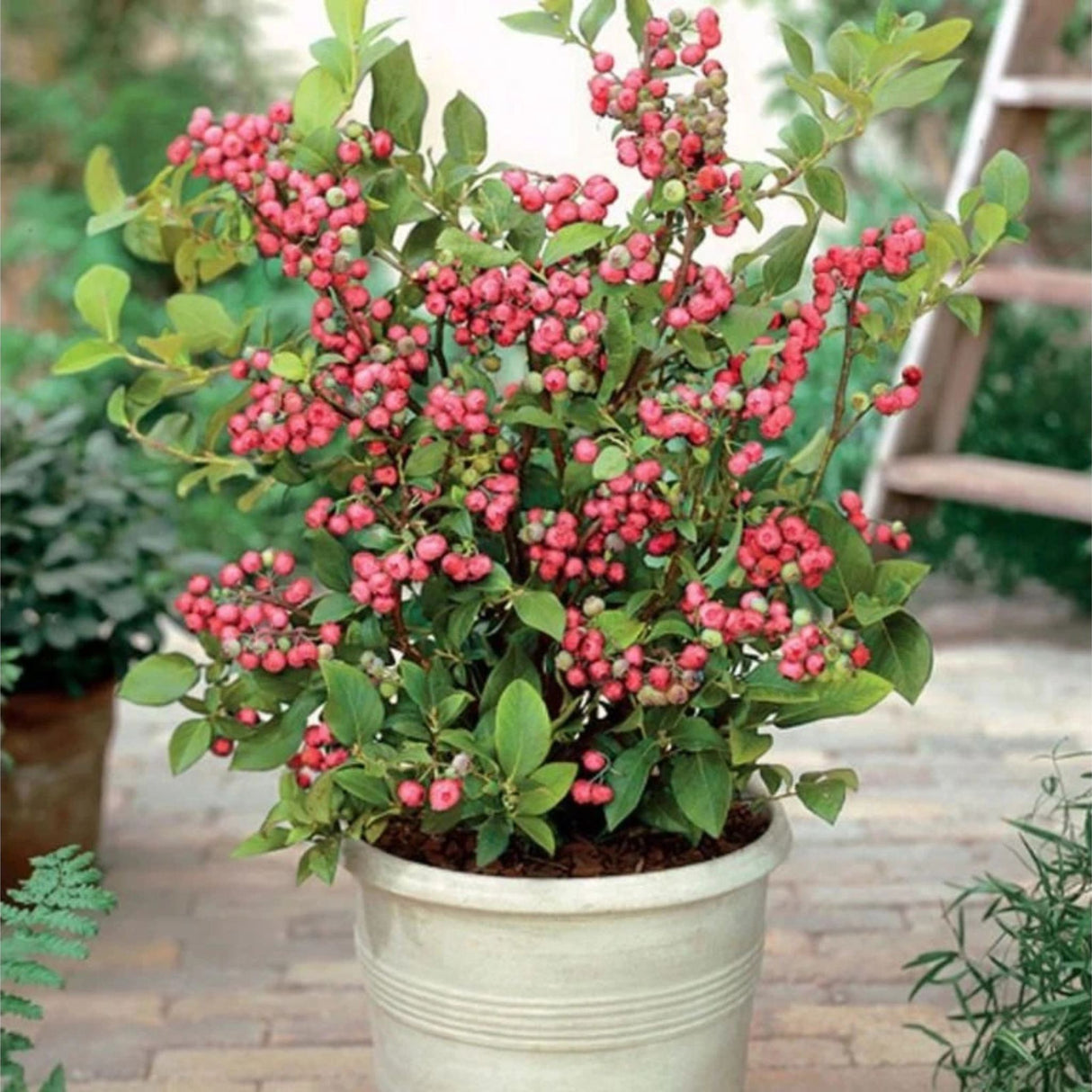 Borůvka kanadská Pink Lemonade, výška 30-40 cm, květináč 1,5 l