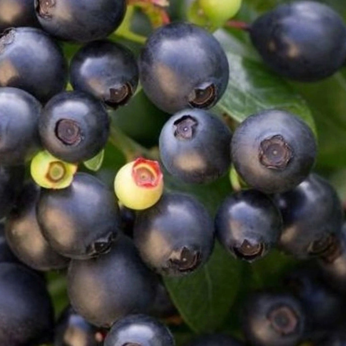 Borůvka úzkolistá Berry Bux, výška 10-20 cm, květináč 10,5 cm
