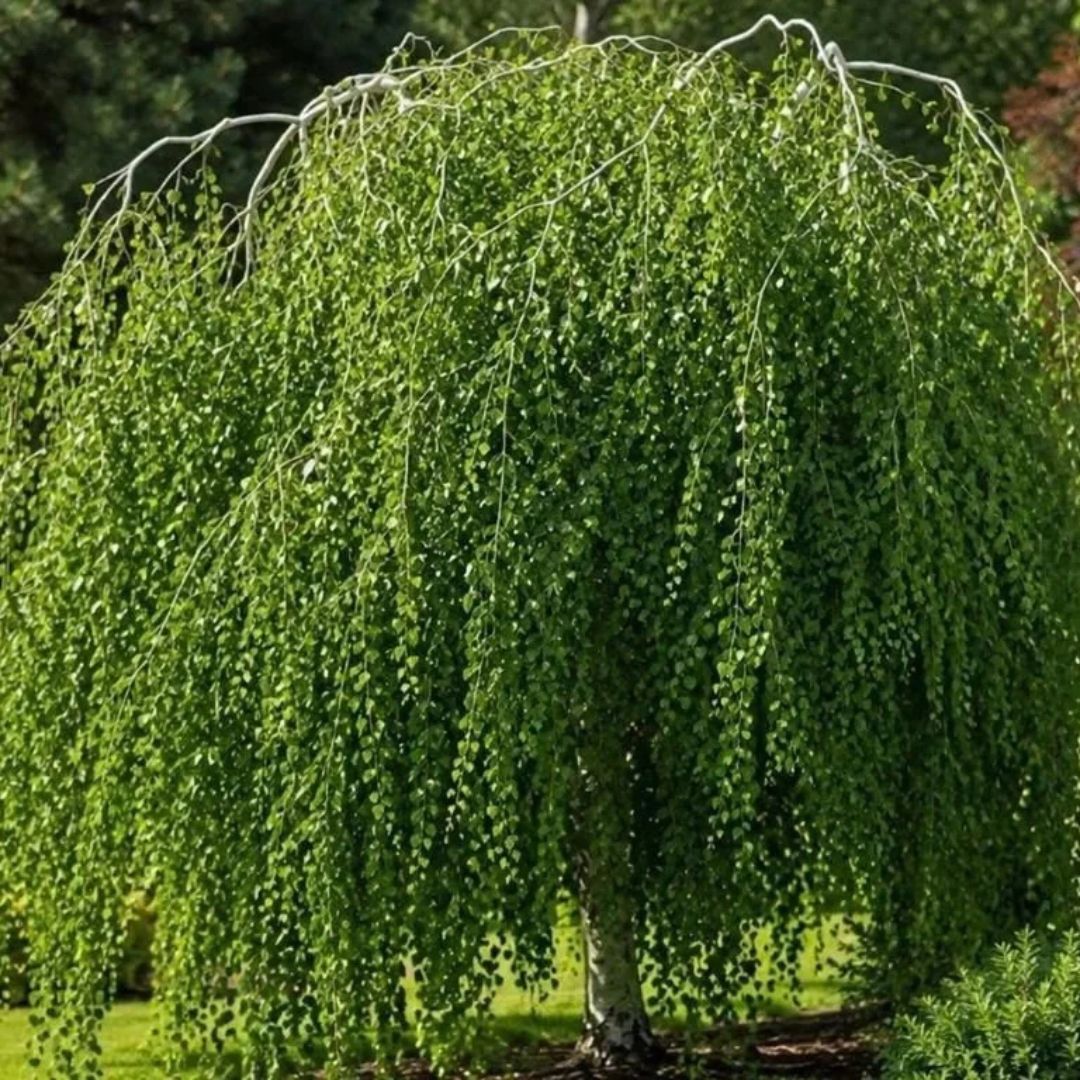Bříza bělokorá převislá, výška 40–80 cm, prostokořenná