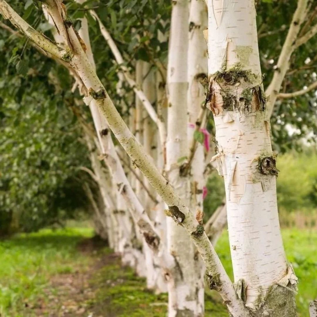 Bříza bělokorá převislá, výška 40–80 cm, prostokořenná