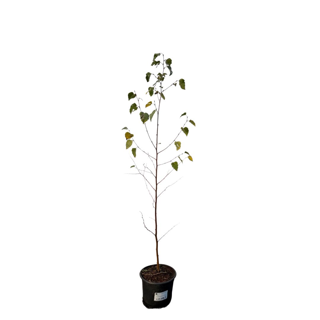 Bříza bělokorá převislá, výška 50–80 cm, květináč 2 l