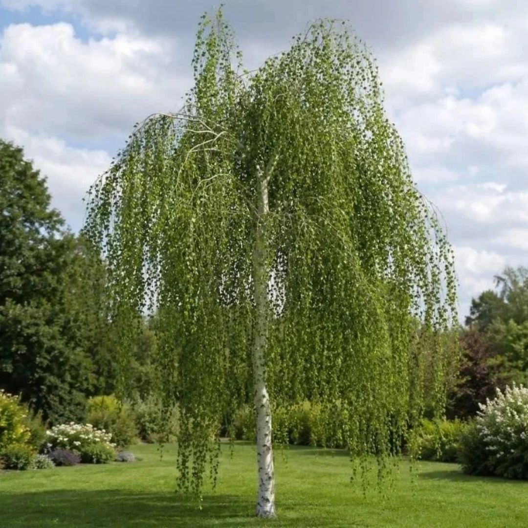 Bříza bělokorá převislá, výška 40–80 cm, prostokořenná