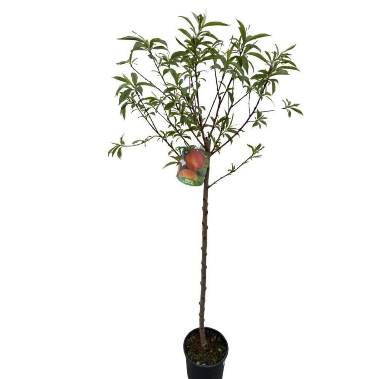 Broskvoň Flavorcrest na kmínku 90-100 cm, výška 150-180 cm, květináč 10 l