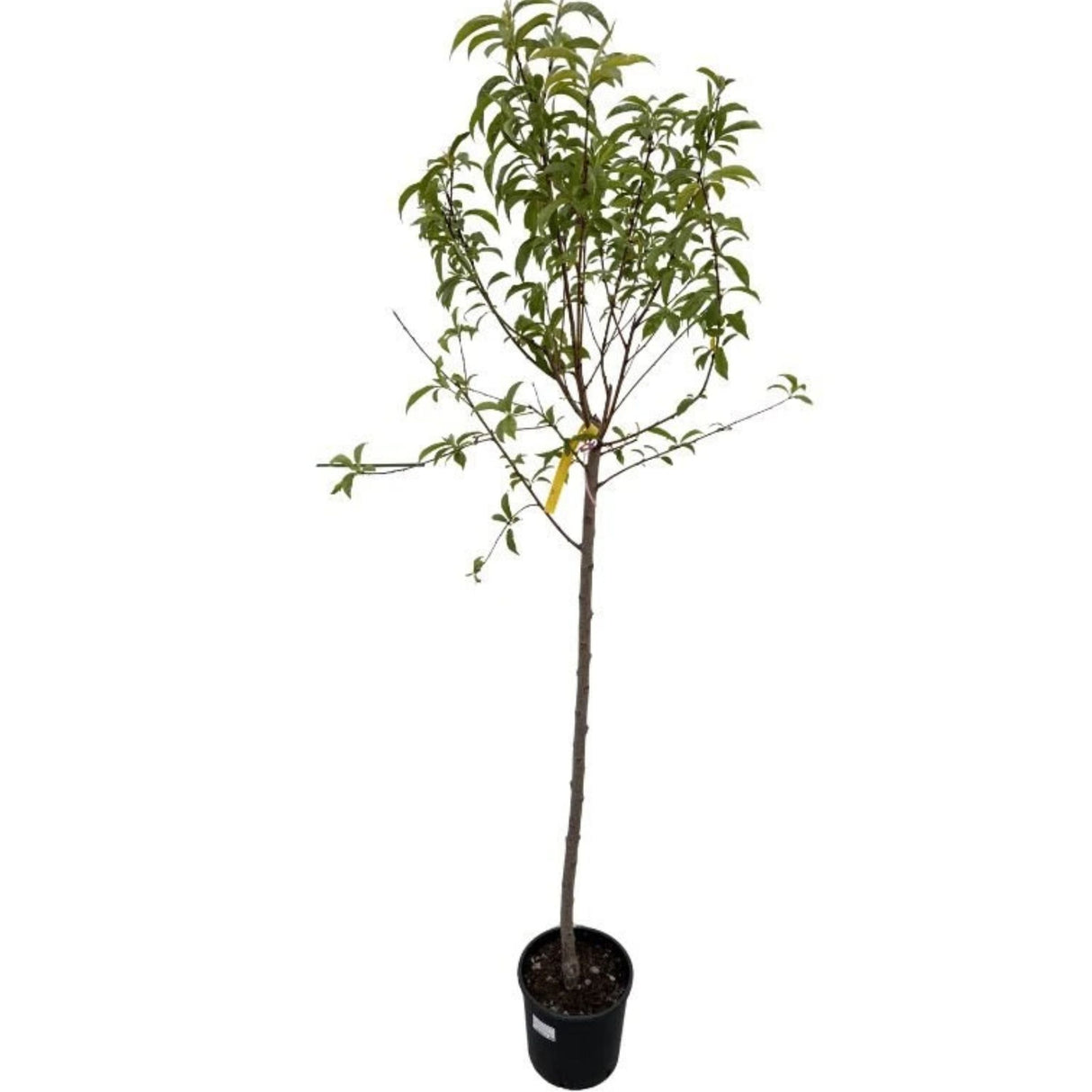 Broskvoň May Grand na kmínku 90-100 cm, výška 160-180 cm, květináč 10 l