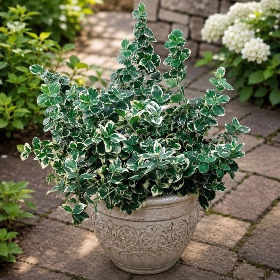 Brslen Fortuneův Emerald Gaiety, výška 15–25 cm, květináč 13 cm