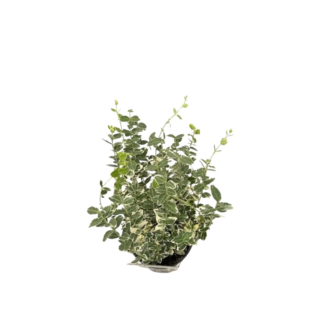 Brslen Fortuneův Emerald Gaiety, výška 15–25 cm, květináč 13 cm