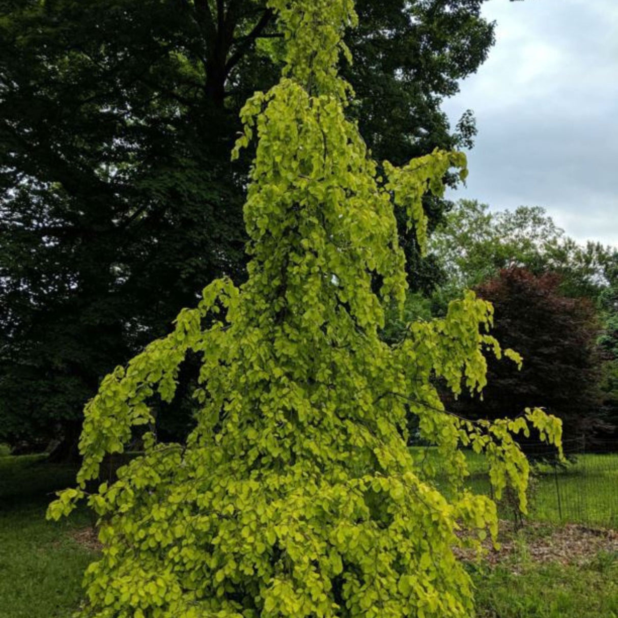 Buk lesní Aurea Pendula na kmínku, výška 140-170 cm, květináč 5 l