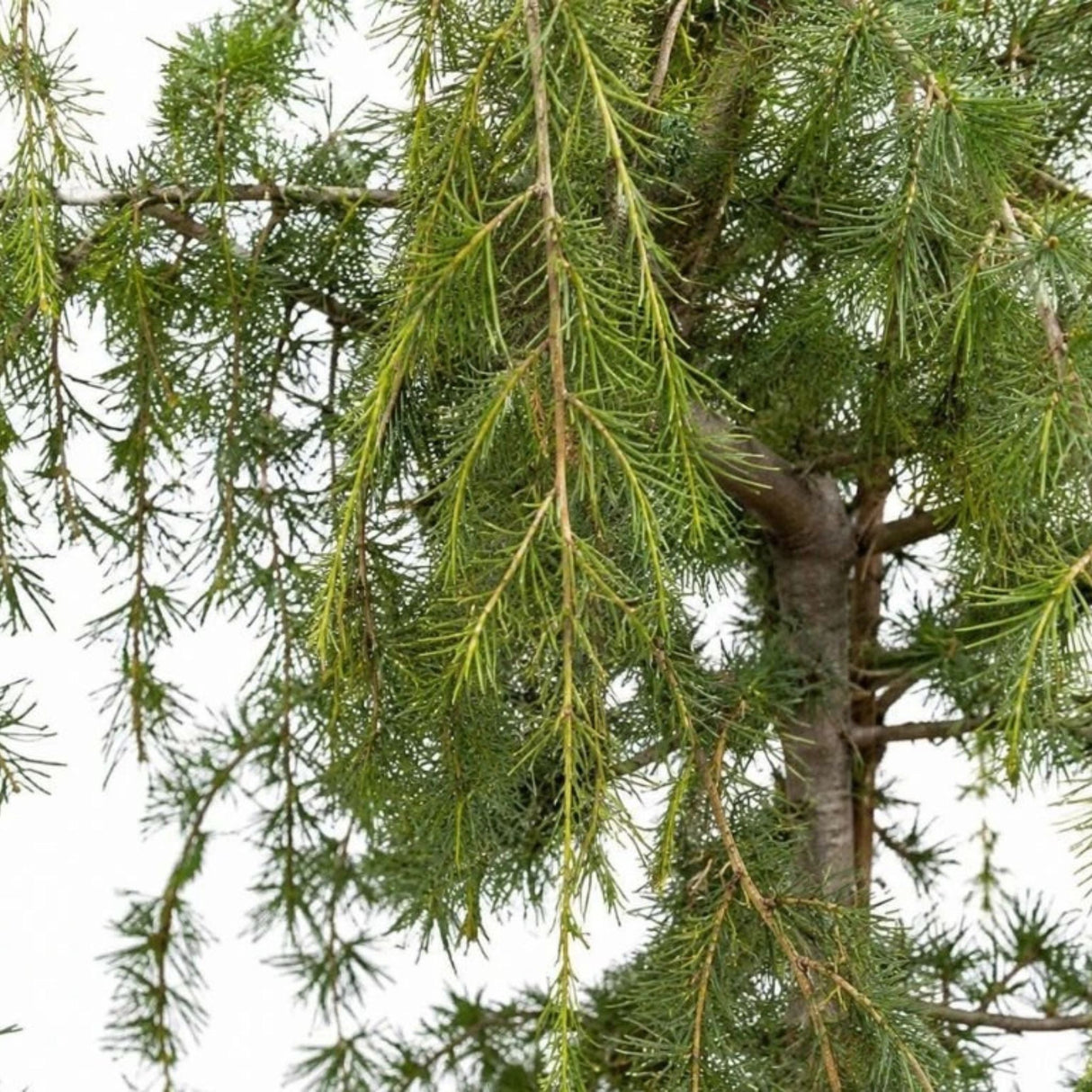 Cedr himalájský Prostrata rozvětvený, výška 80-100 cm, květináč 20 l