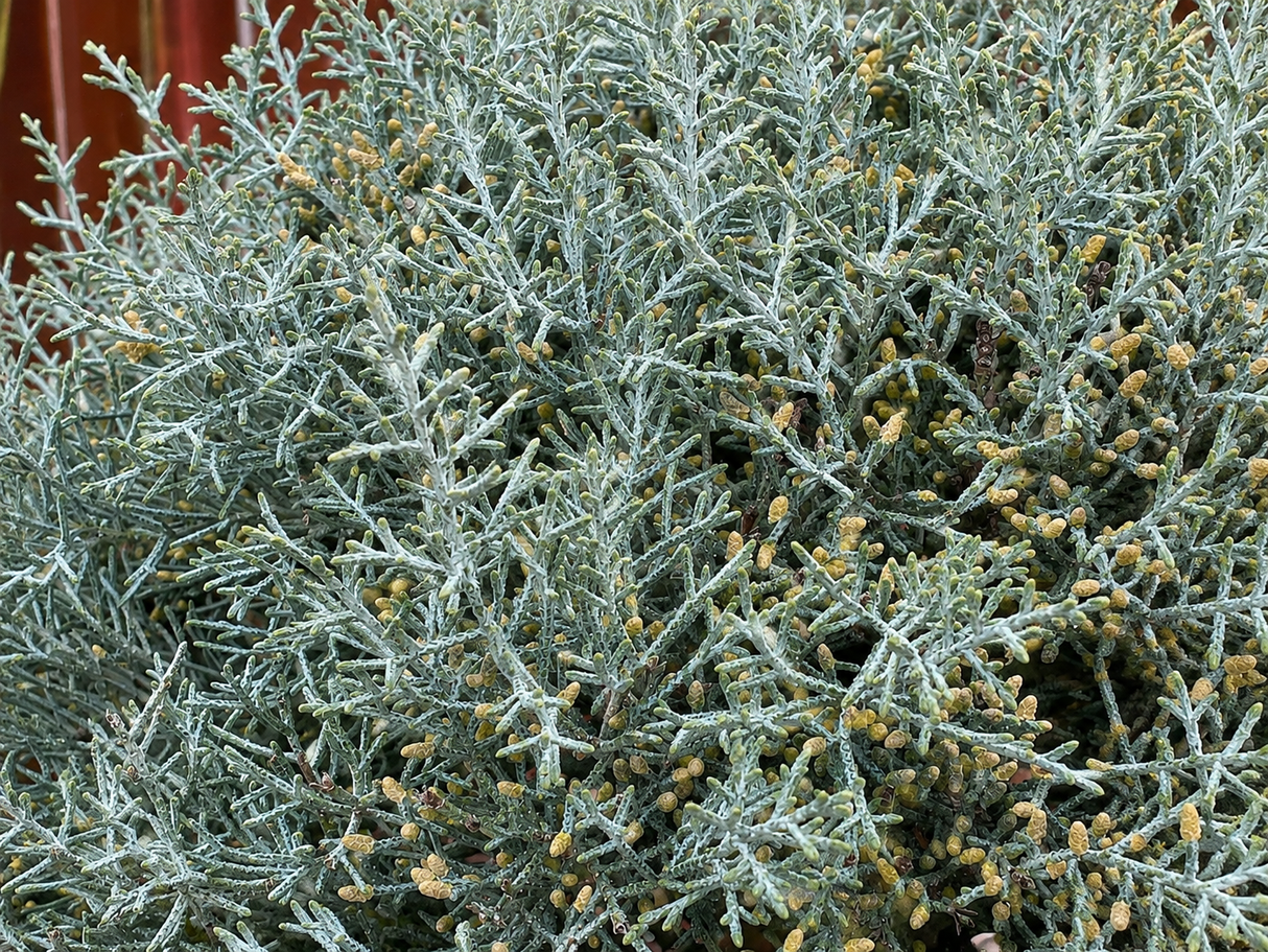 Cypřiš arizonský Fastigiata, výška 100–120 cm, květináč 9 l