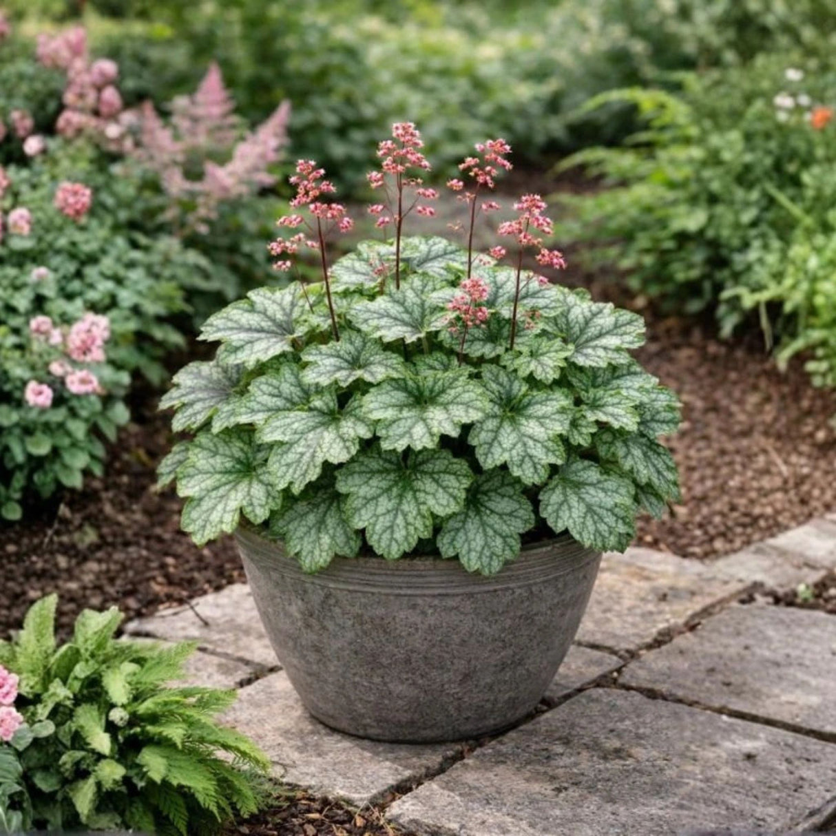 Dlužicha Dales Strain, květináč 9 cm