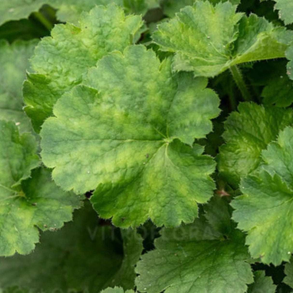 Dlužicha Leuchtkäfer, květináč 9 cm