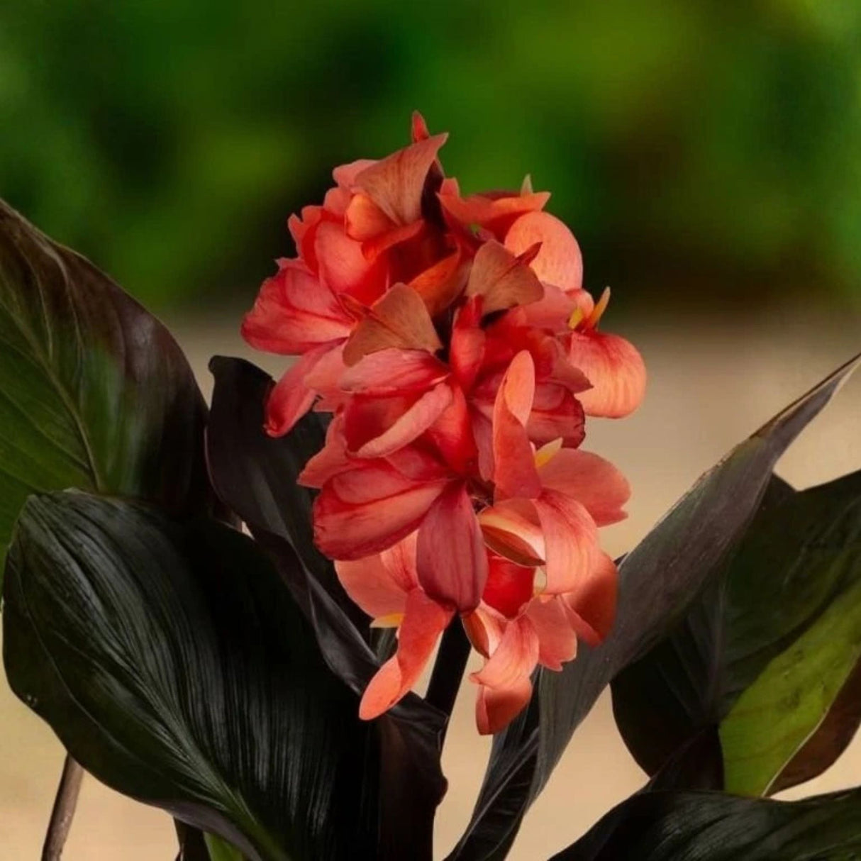 Dosna hybridní CannaSun Rosita, květináč 11 cm