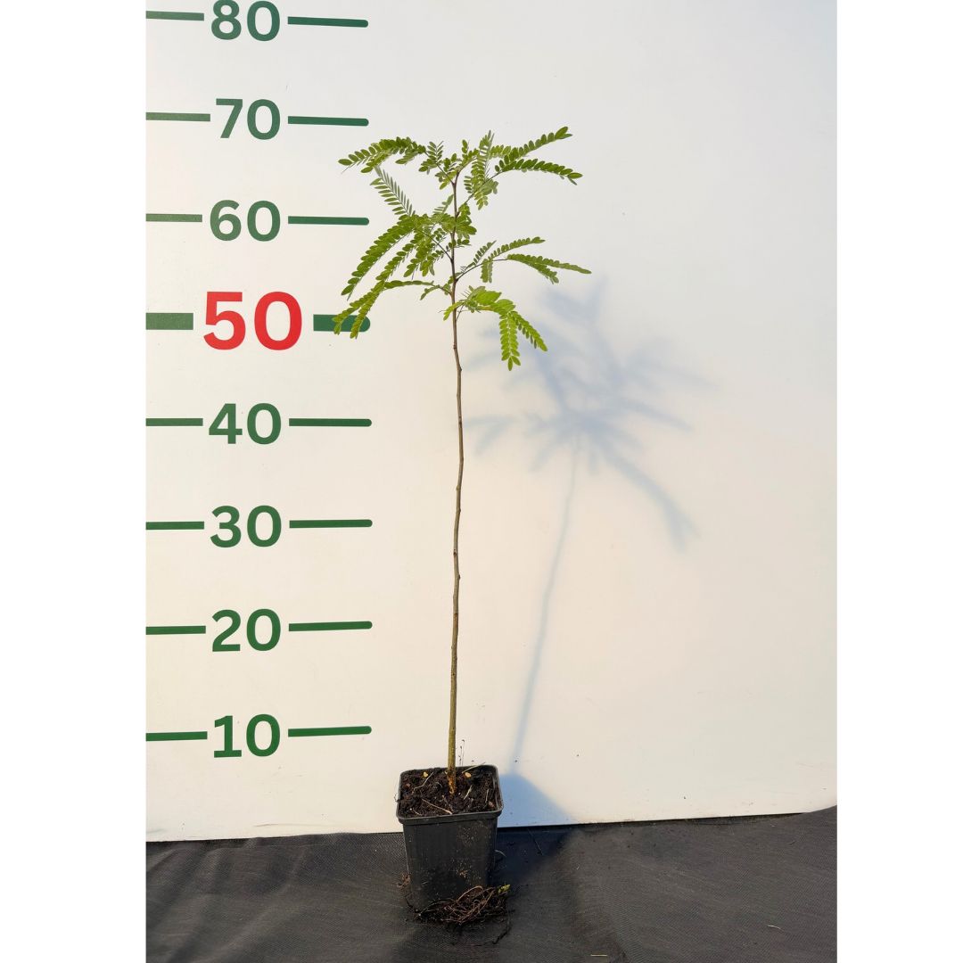 Dřezovec trojtrnný Inermis, výška 30–50 cm, květináč 9 cm