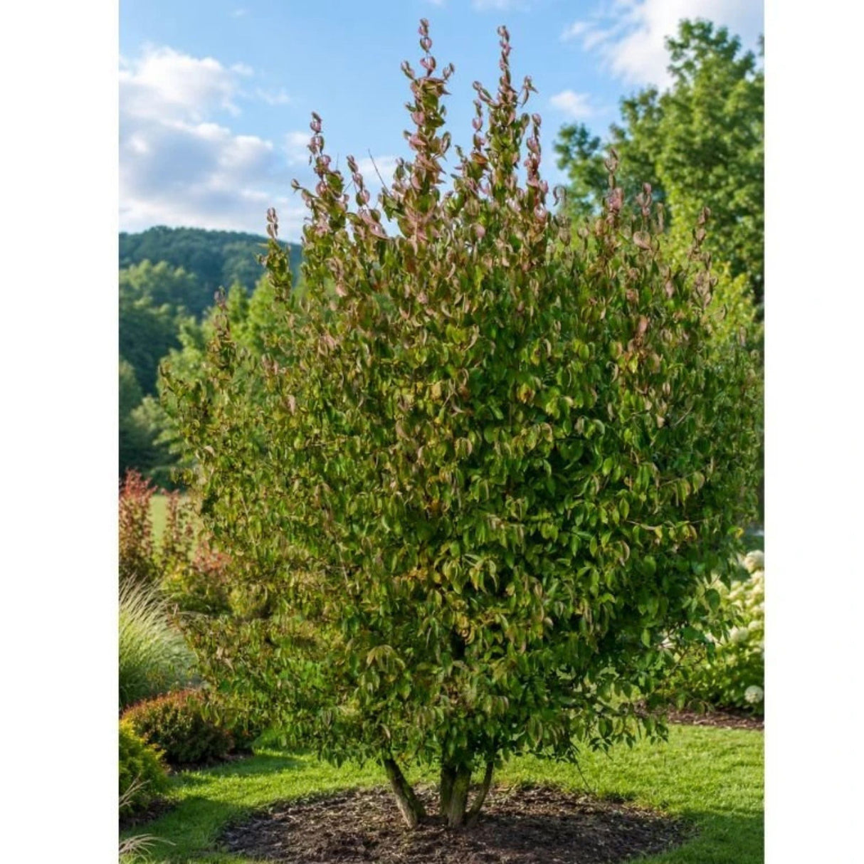 Dřín obecný, výška 30-50 cm, květináč 2 l