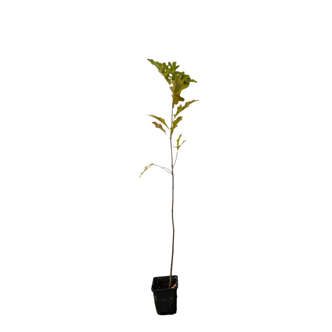 Dub červený, výška 15–30 cm, květináč 9 cm