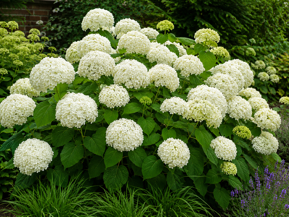 Hortenzie stromkovitá Grandiflora, výška 20–40 cm, květináč 2 l