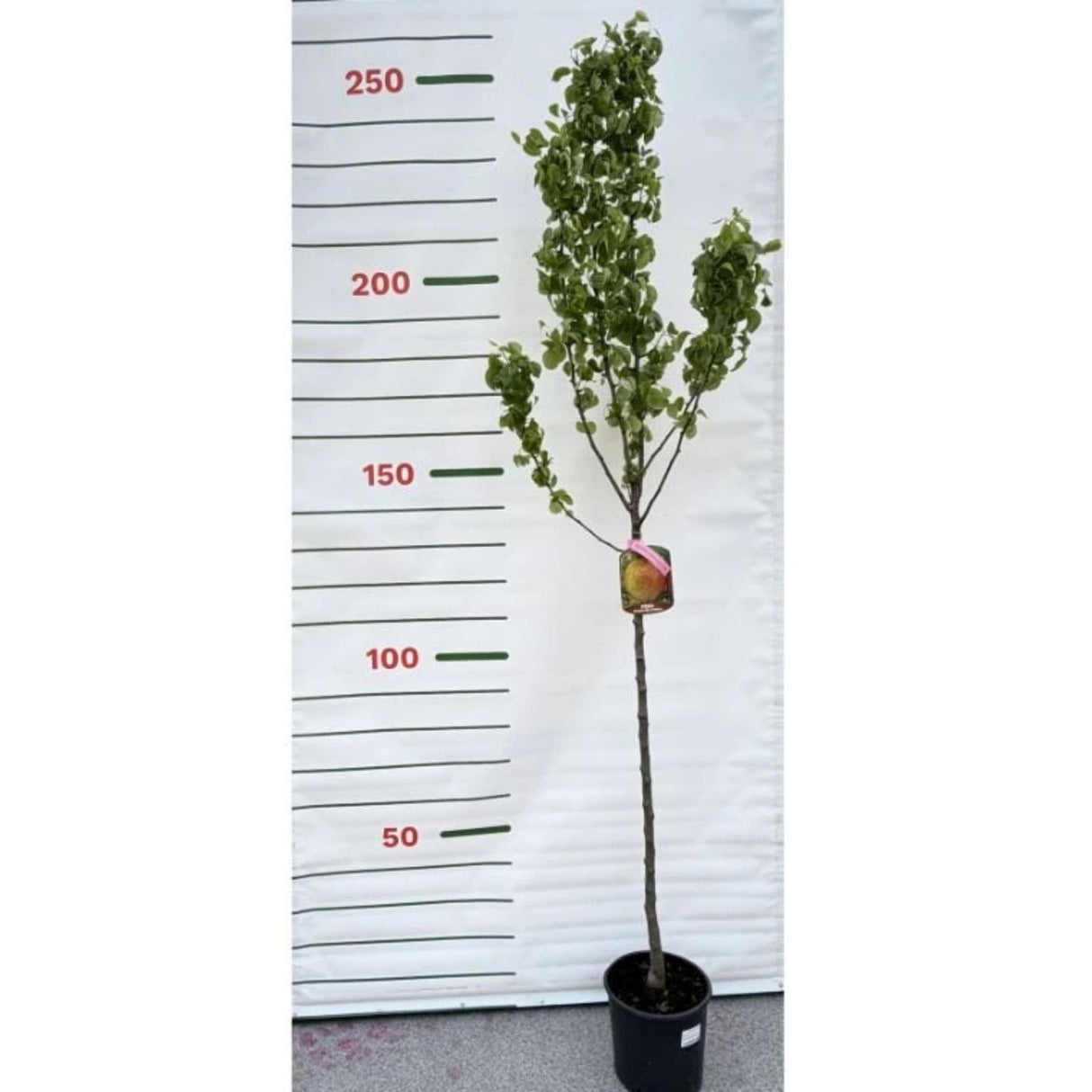 Hrušeň Decana na kmínku 90-100 cm, výška 170-200 cm, květináč 10 l