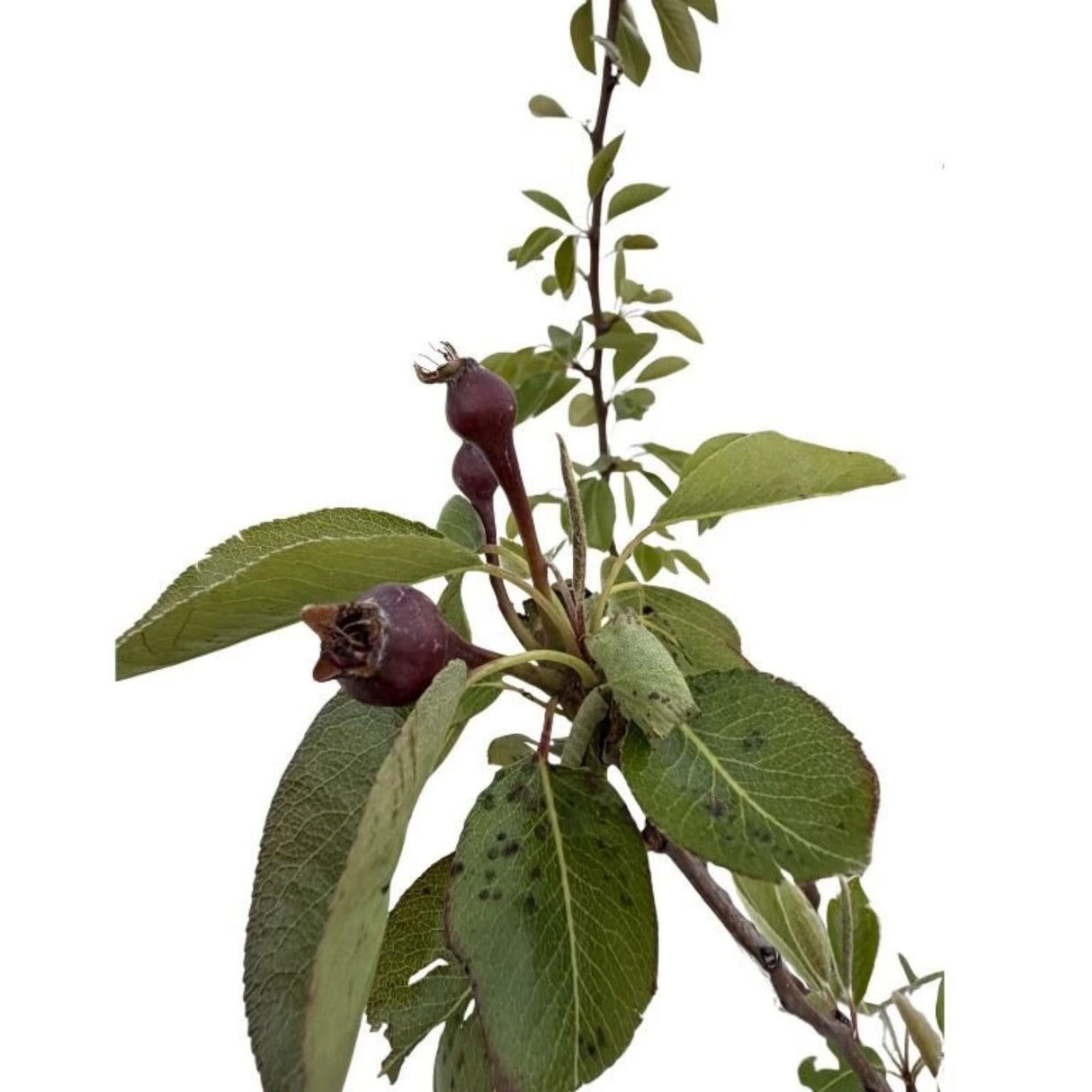 Hrušeň Williamsova červená na kmínku 90-100 cm, výška 170-200 cm, květináč 10 l