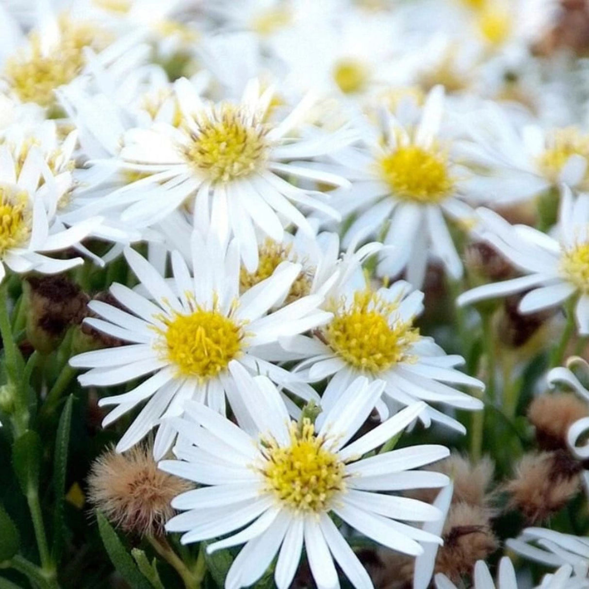 Hvězdnice keříčkovitá Starshine, květináč 9 cm