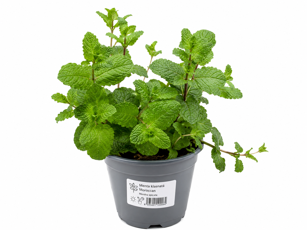 Máta klasnatá Maroccan, květináč 14 cm