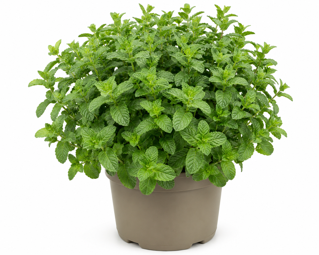 Máta klasnatá Maroccan, květináč 14 cm