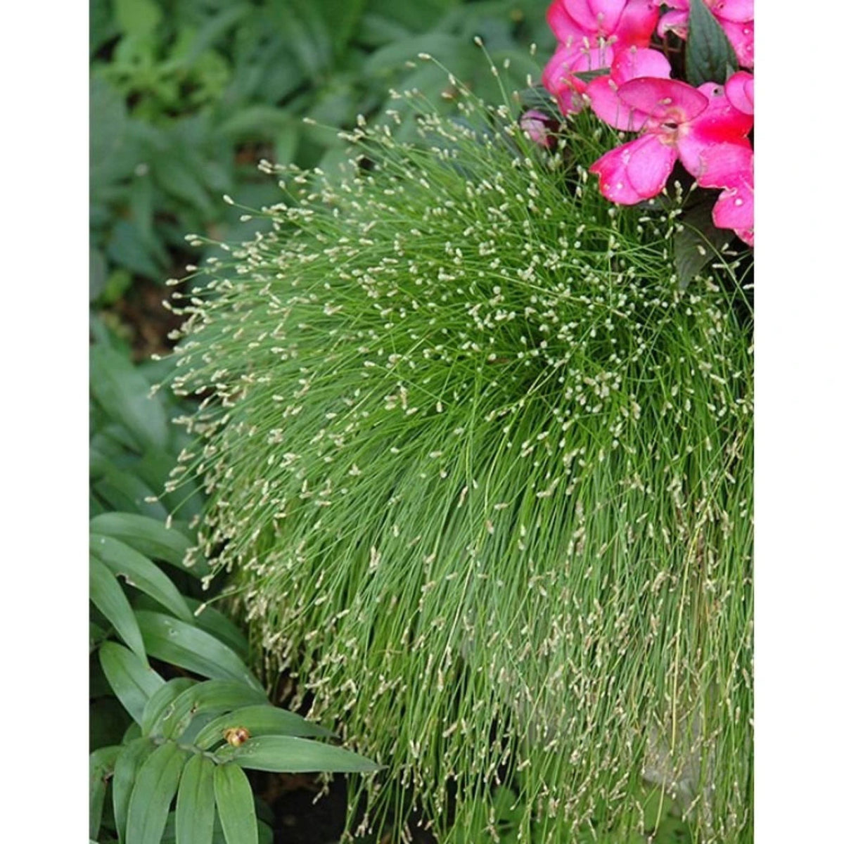 Isolepis carnea, květináč 9 cm