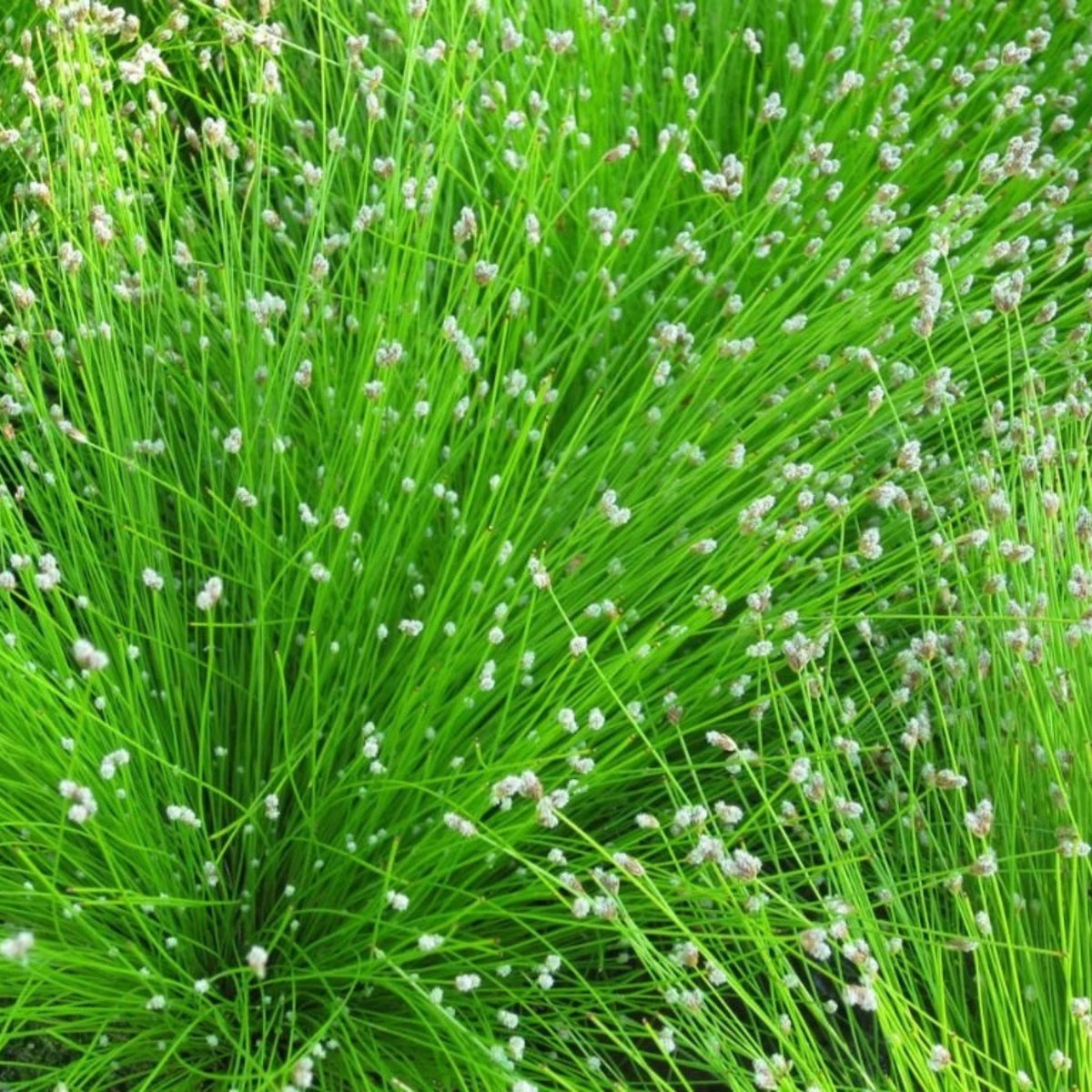 Isolepis carnea, květináč 9 cm