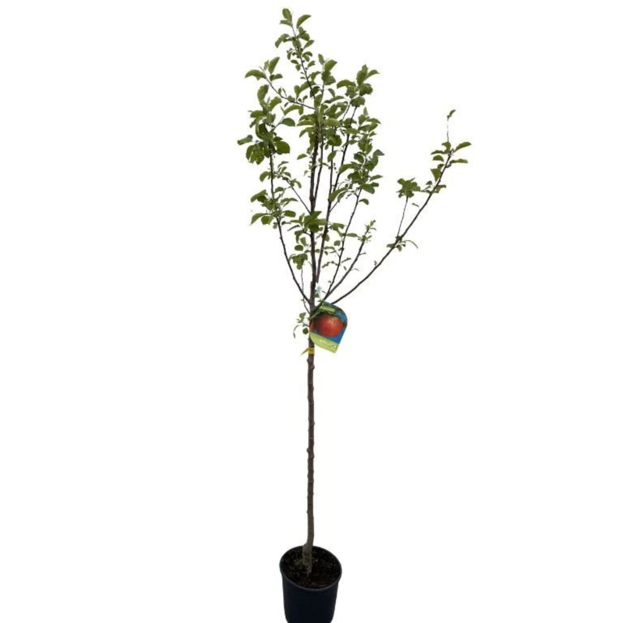 Jabloň Annurca na kmínku 100-110 cm, výška 170-200 cm, květináč 10 l