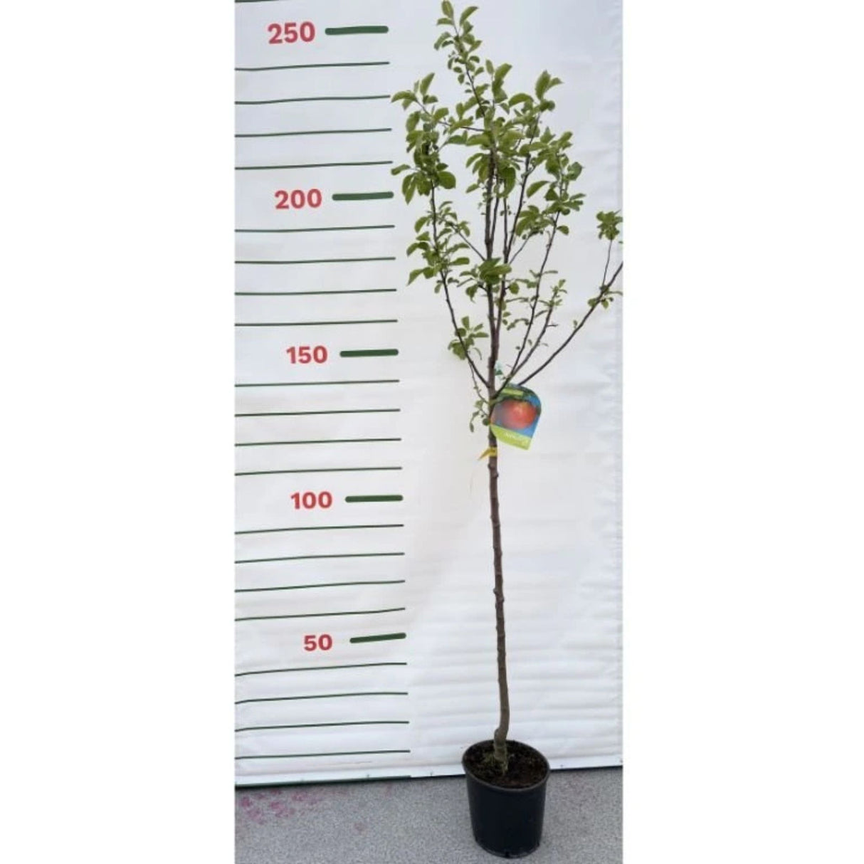 Jabloň Annurca na kmínku 100-110 cm, výška 170-200 cm, květináč 10 l