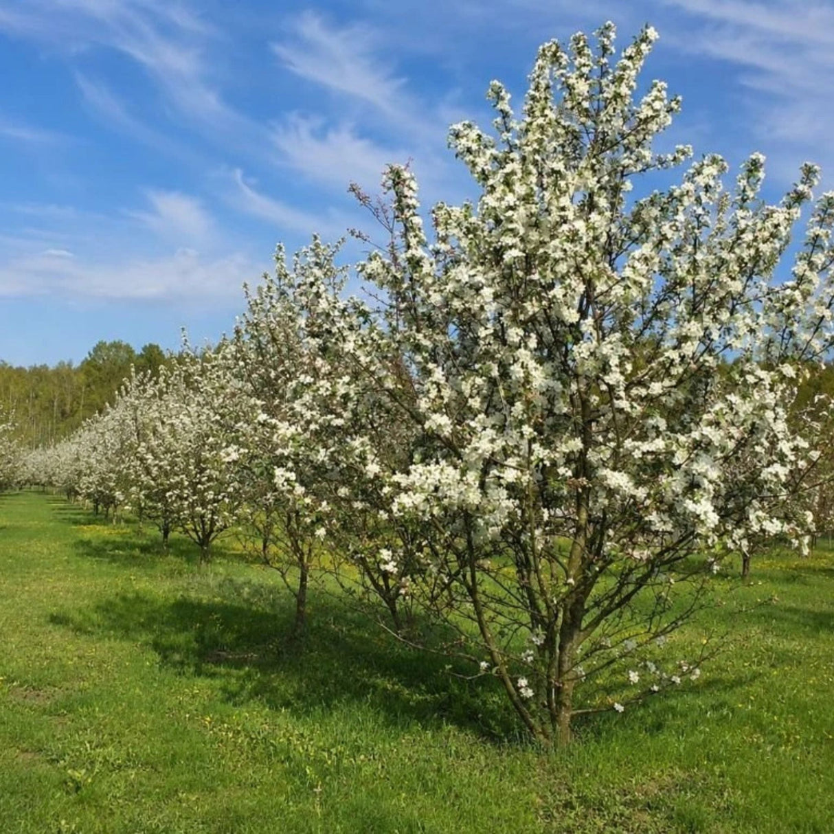 Okrasná jabloň Evereste, výška 160-190 cm, květináč 15 l