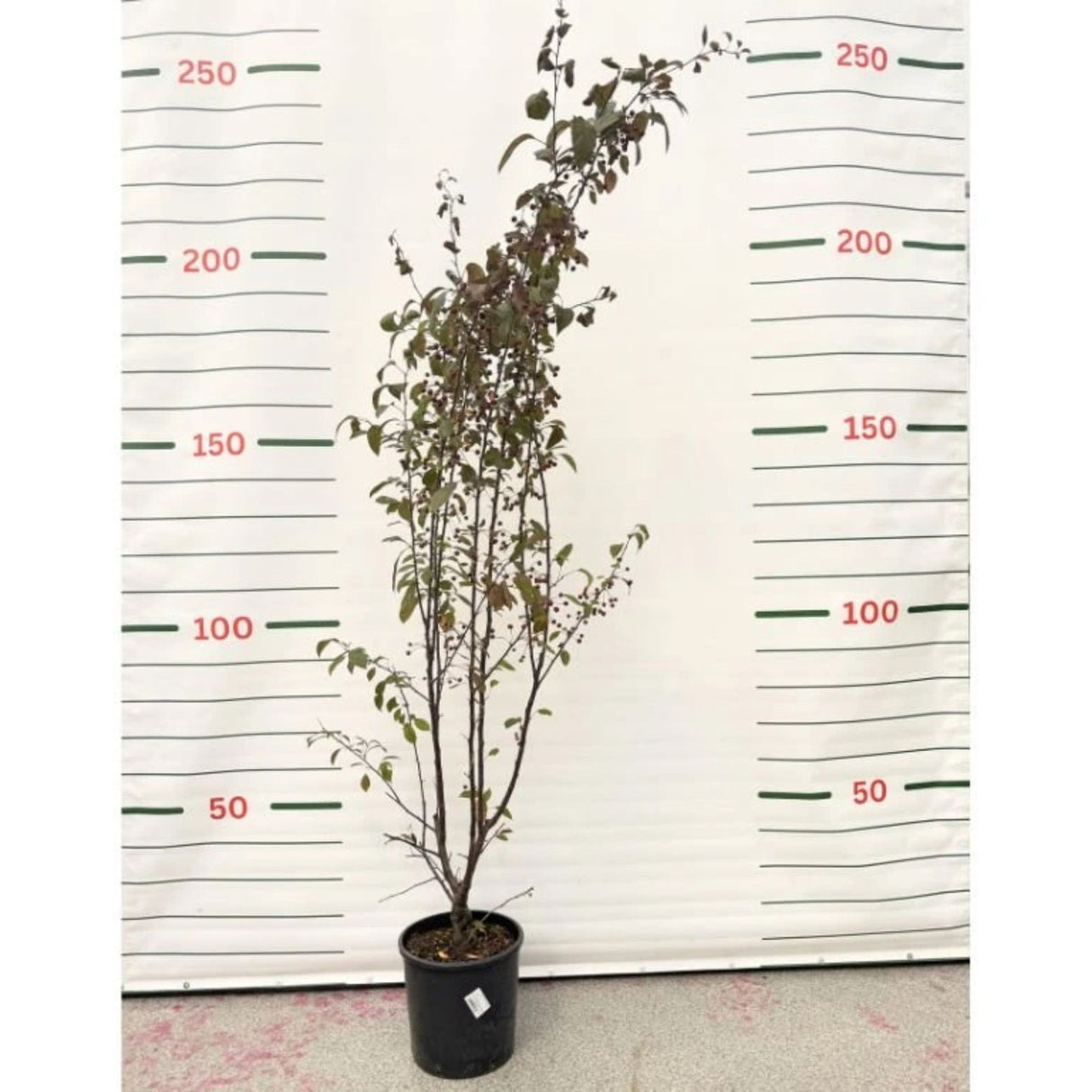 Okrasná jabloň Royalty rozvětvená, výška 180-200 cm, květináč 15 l