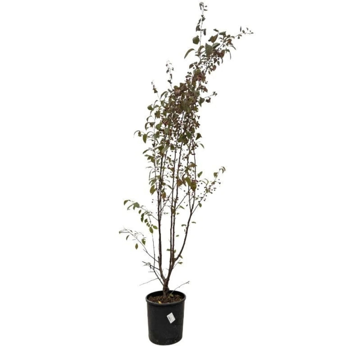 Okrasná jabloň Royalty rozvětvená, výška 180-200 cm, květináč 15 l