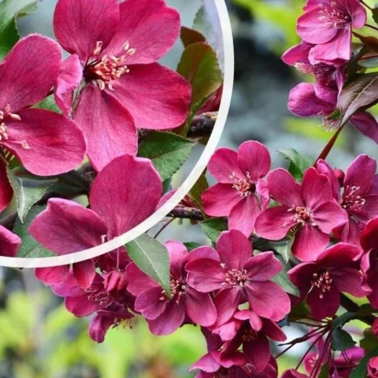 Okrasná jabloň Royalty rozvětvená, výška 180-200 cm, květináč 15 l