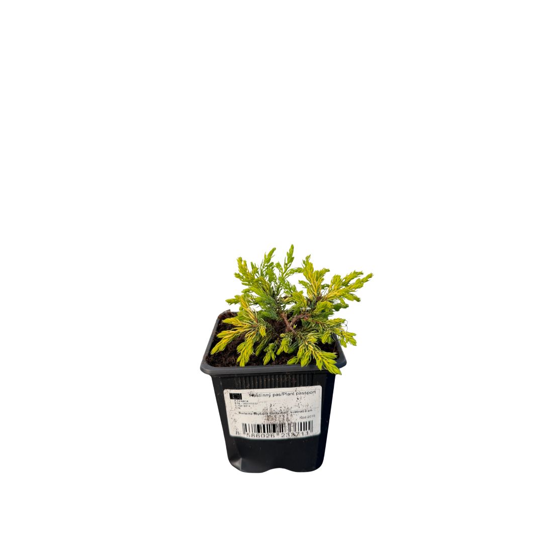 Jalovec obecný Goldschatz, květináč 9 cm