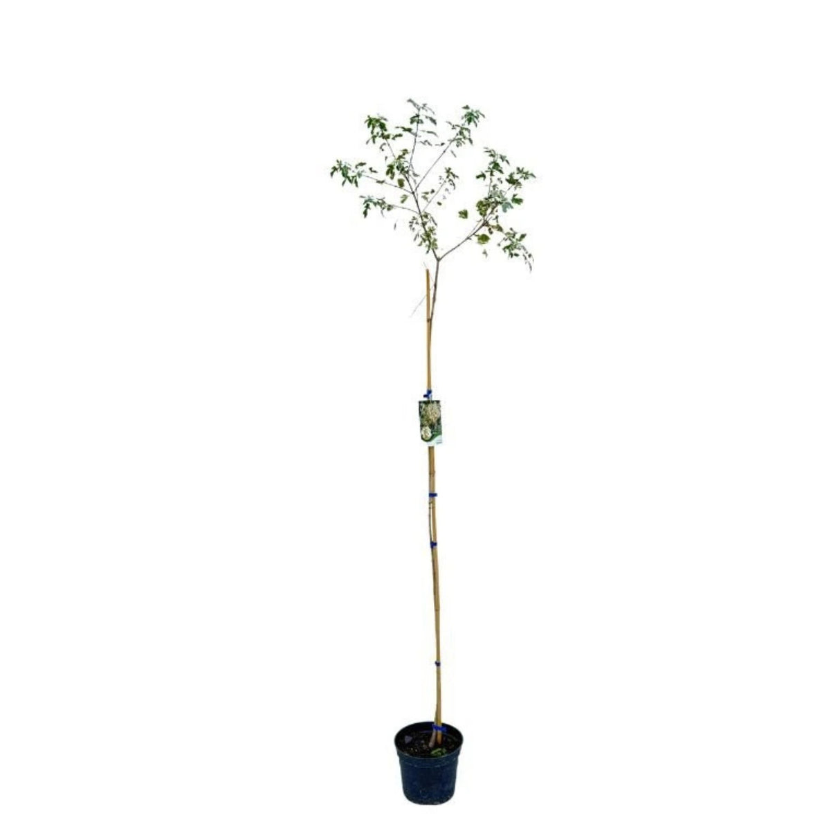 Javor babyka Carnival na kmínku 50–60 cm, výška 70–100 cm, květináč 3 l