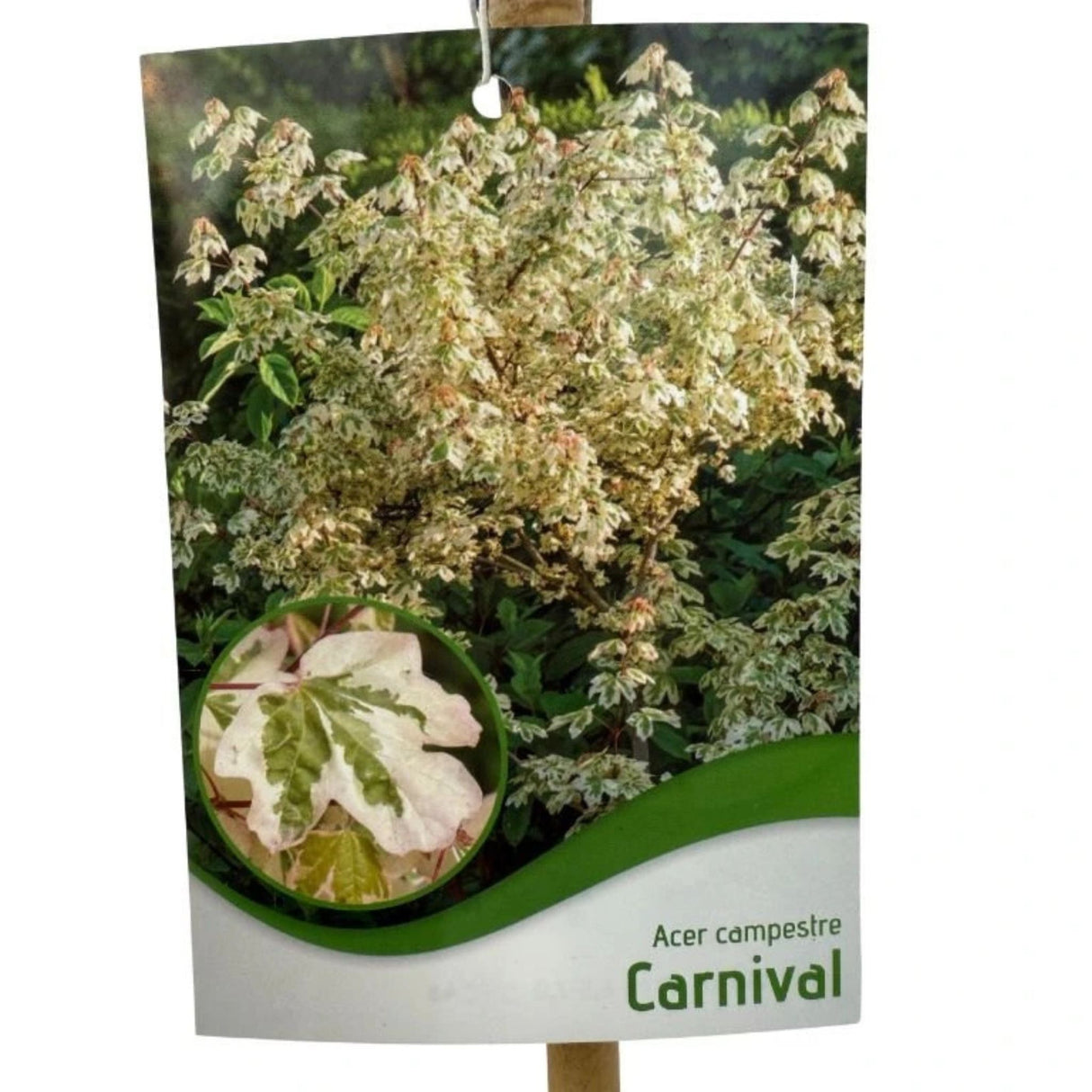 Javor babyka Carnival na kmínku 50–60 cm, výška 70–100 cm, květináč 3 l