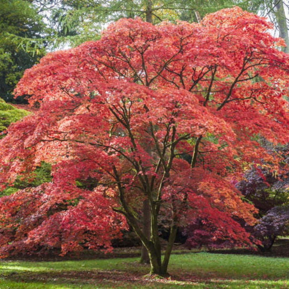 Javor dlanitolistý Atropurpureum, květináč 15 l
