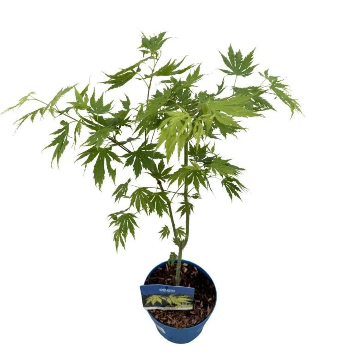 Javor korejský Arctic Jade Jack Frost, výška 50–70 cm, květináč 19 cm