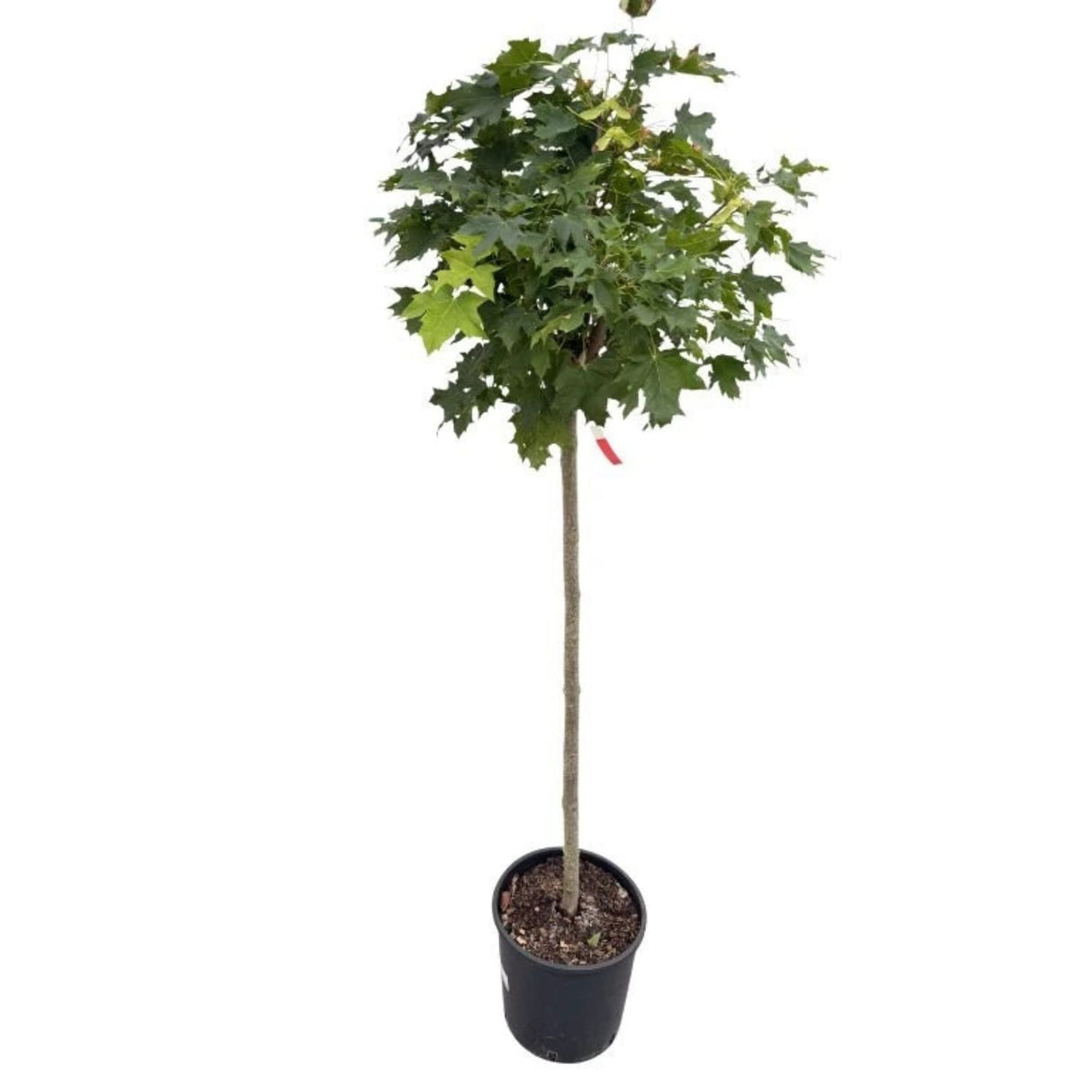 Javor mléč Globosum na kmínku 115-120 cm, výška 160-170 cm, květináč 18 l