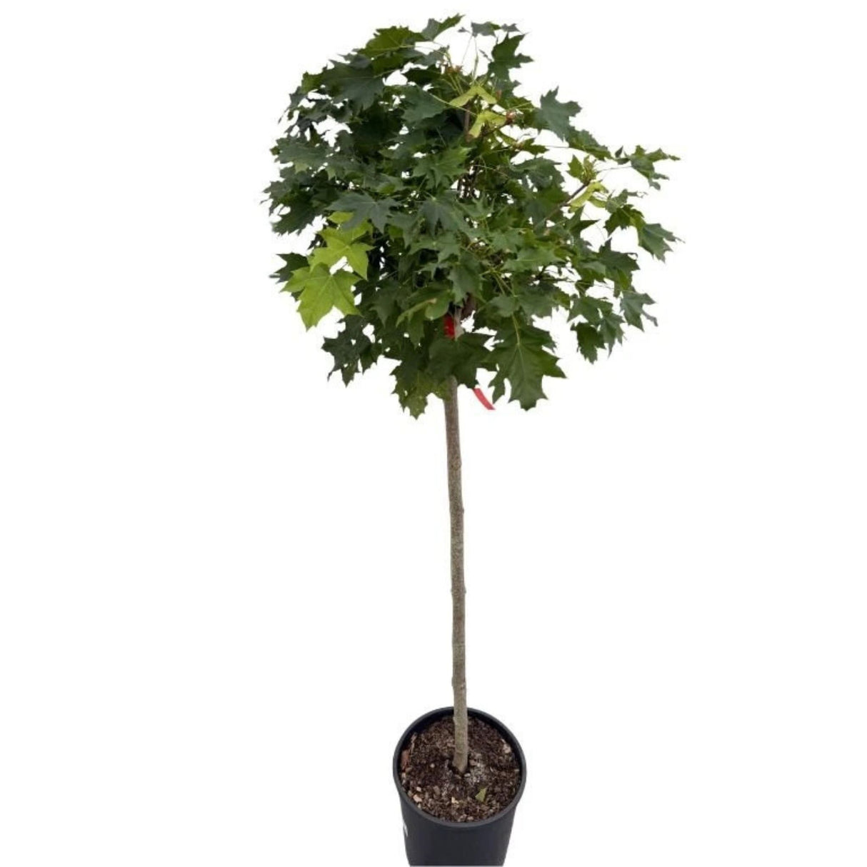 Javor mléč Globosum na kmínku 115-120 cm, výška 160-170 cm, květináč 18 l