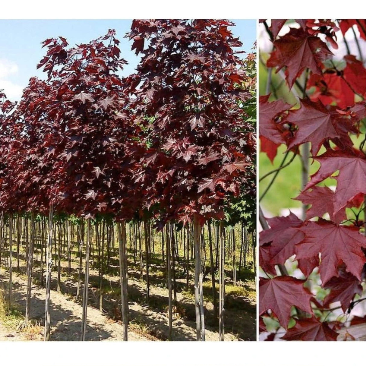 Javor mléč Royal Red na kmínku 160-175 cm, výška 260-280cm, květináč 18 l