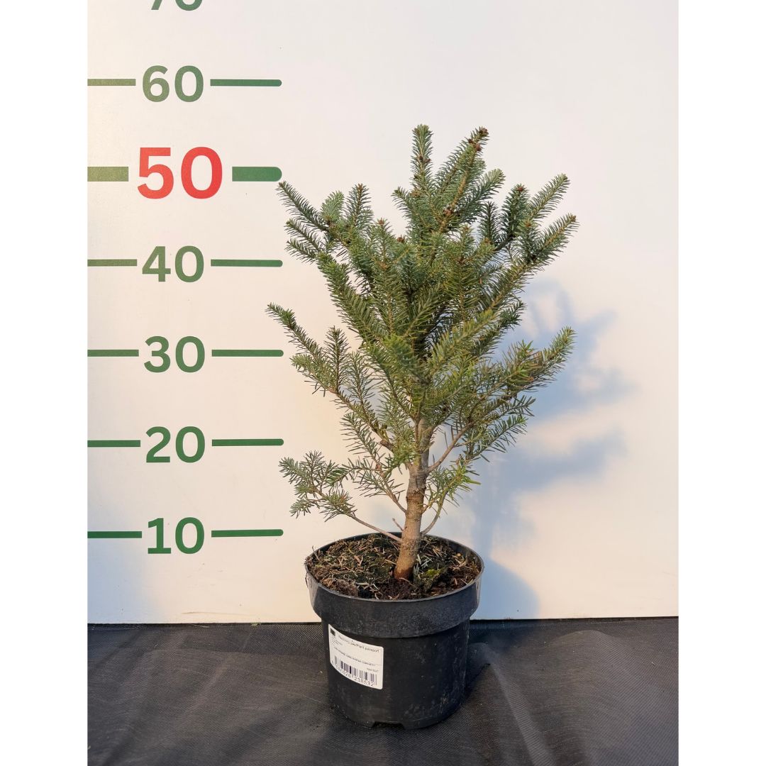 Jedle korejská, výška 20–30 cm, květináč 2 l