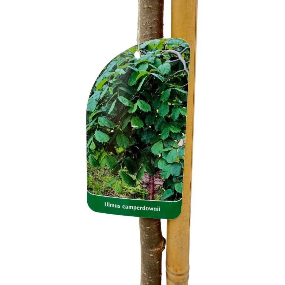 Jilm horský Camperdownii na kmínku, výška 150-170 cm, květináč 5 l