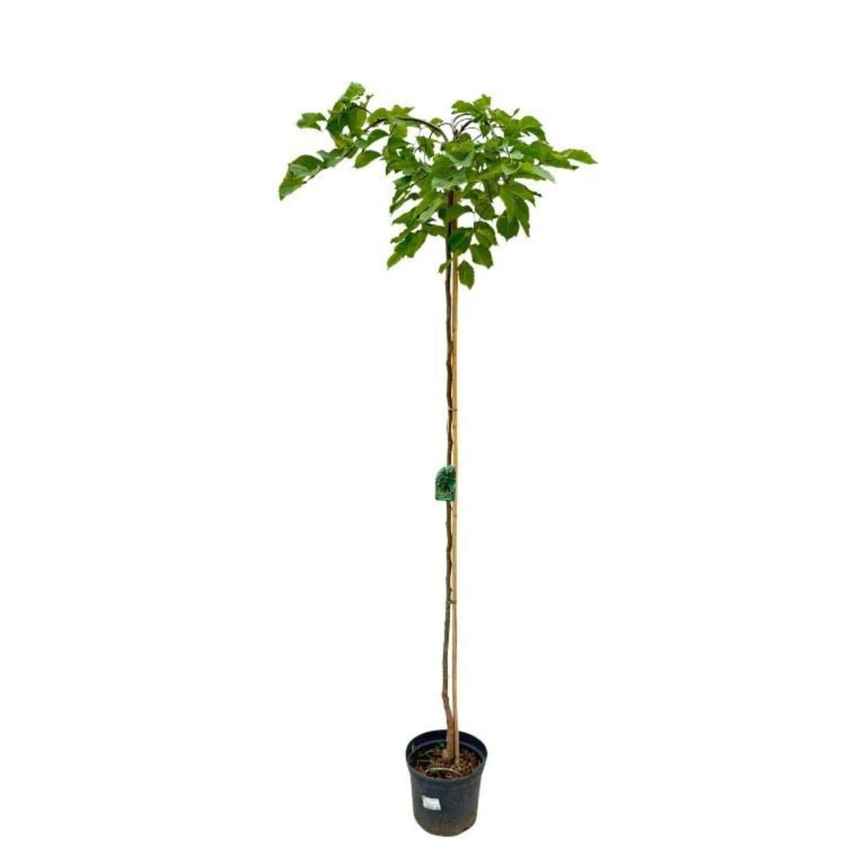Jilm horský Camperdownii na kmínku, výška 150-170 cm, květináč 5 l