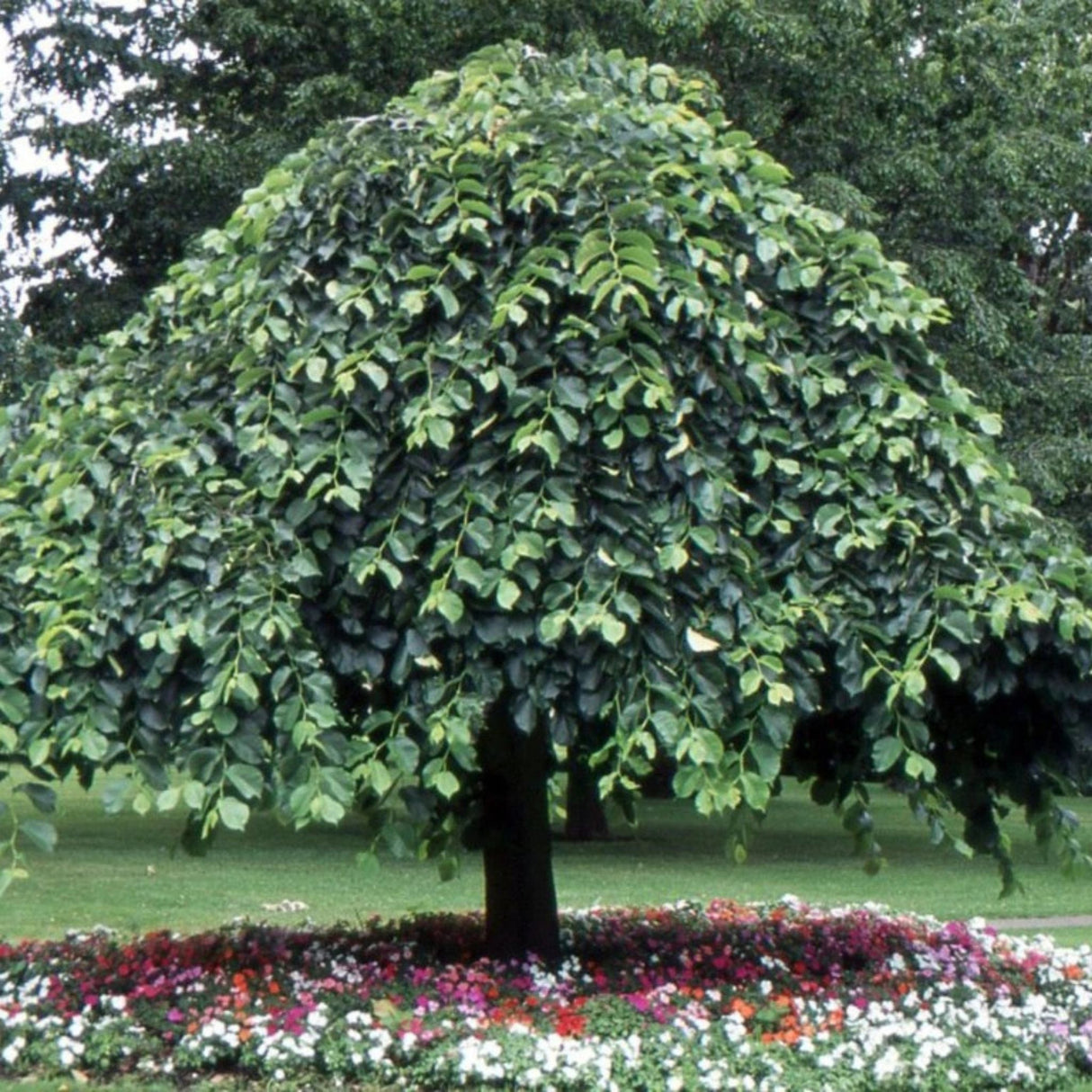 Jilm horský Camperdownii na kmínku, výška 150-170 cm, květináč 5 l