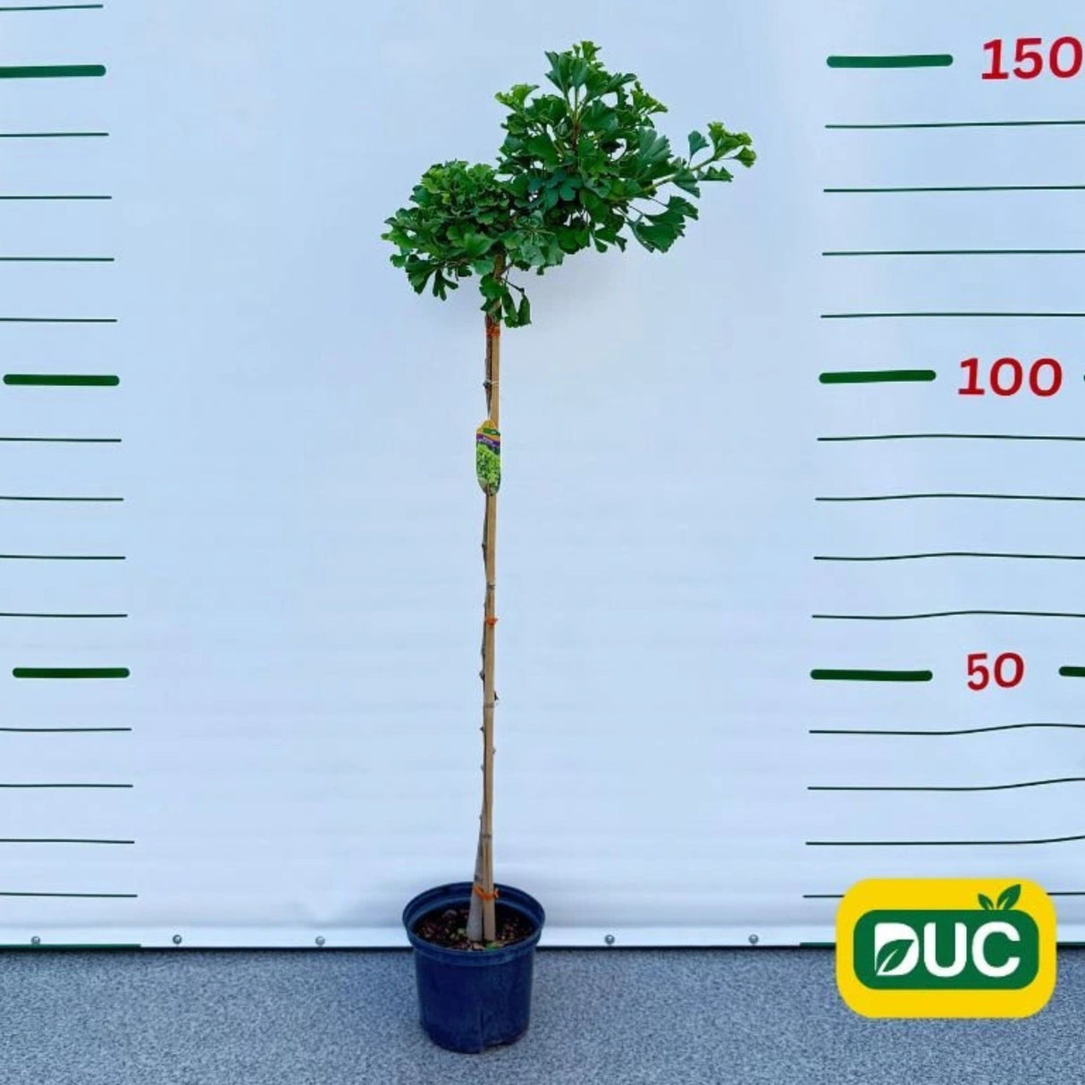 Jinan dvoulaločný Mariken na kmínku 150-160 cm, výška 170-180 cm, květináč 7,5 l