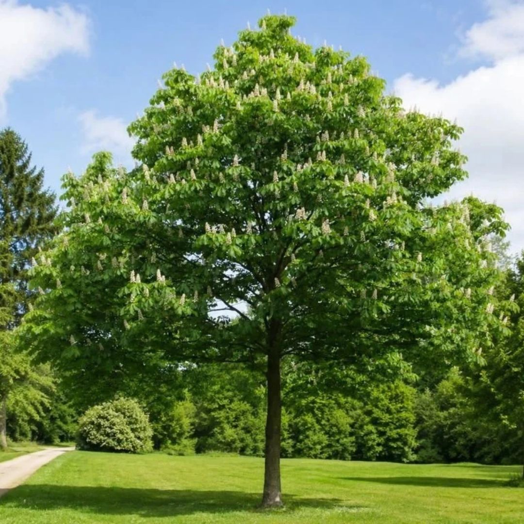 Jírovec maďal, výška 15–30 cm, květináč 9 cm