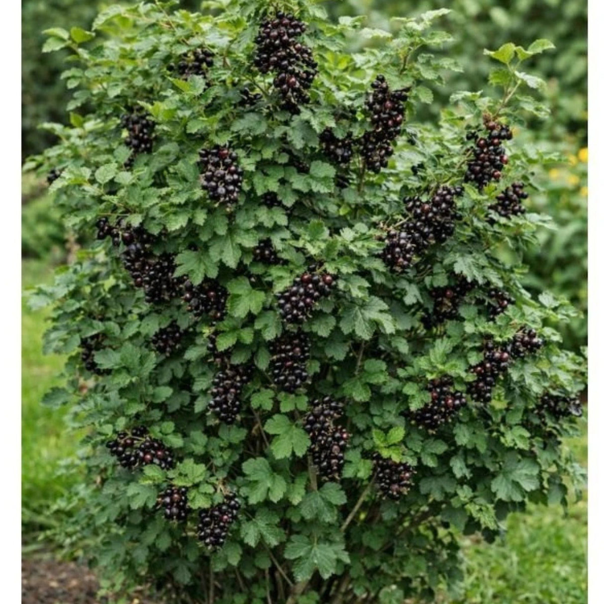 Josta keřová Jostaberry, výška 30–40 cm, květináč 17 cm