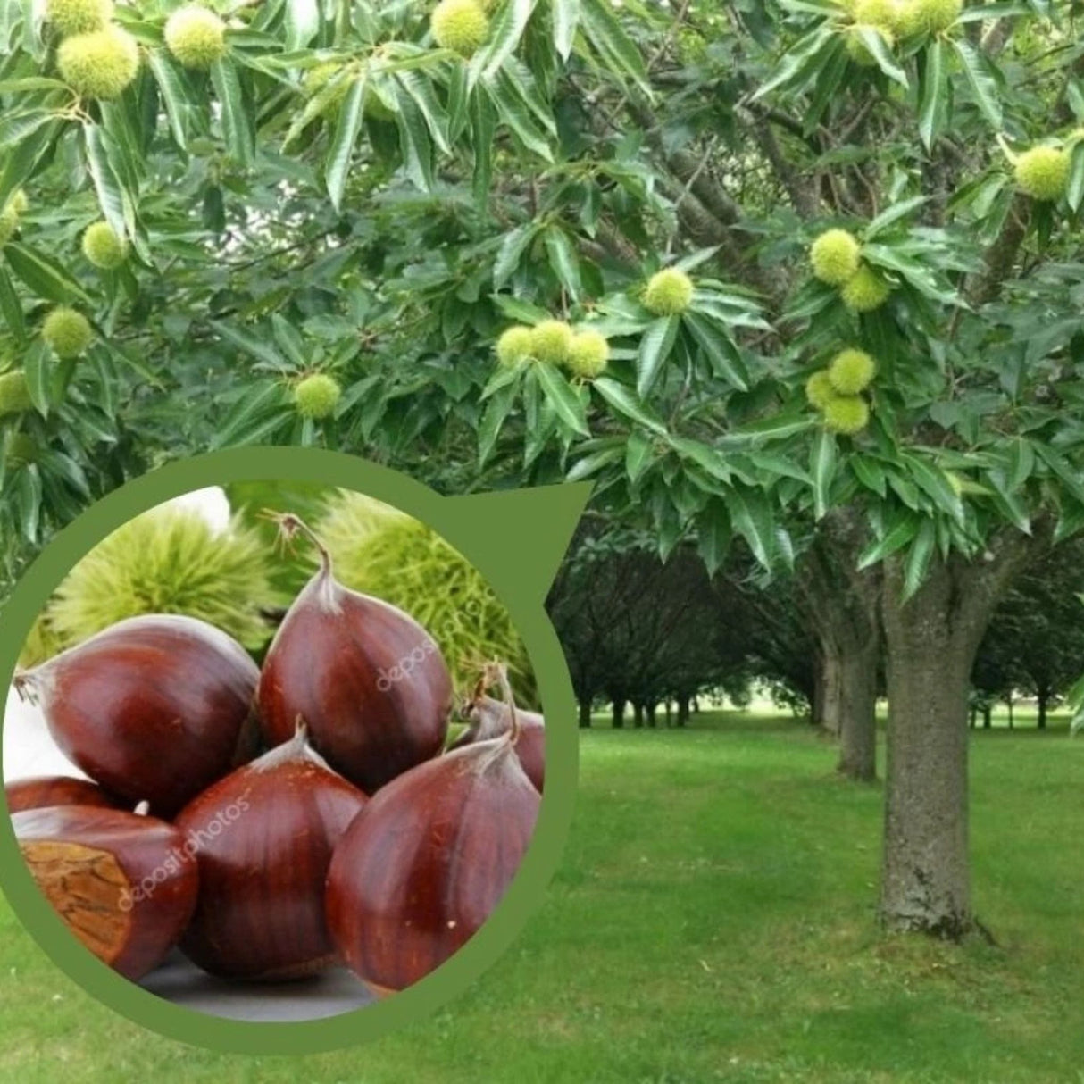 Kaštanovník jedlý Bouche de Betizac na kmínku 160-180 cm, výška 280-300 cm, květináč 18 l